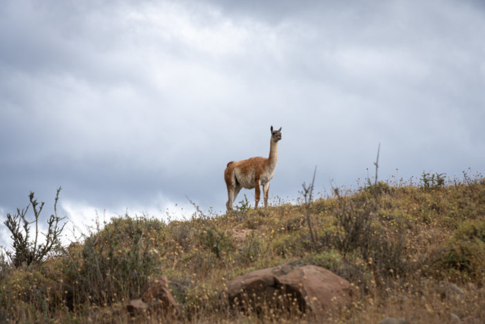 Randonnées à la journée dans l incroyable parc Torres del Paine