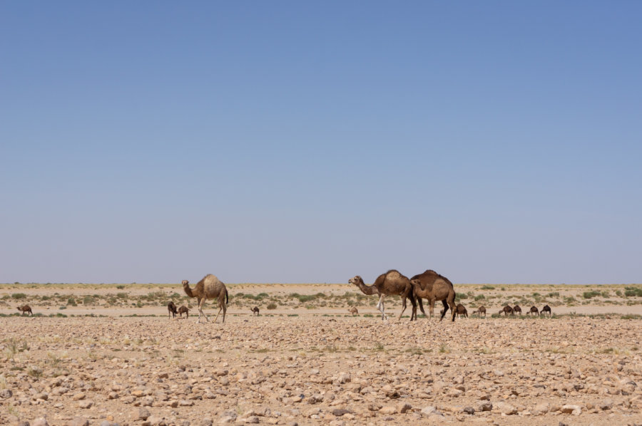 Dromadaires dans le désert au sud de la Tunisie