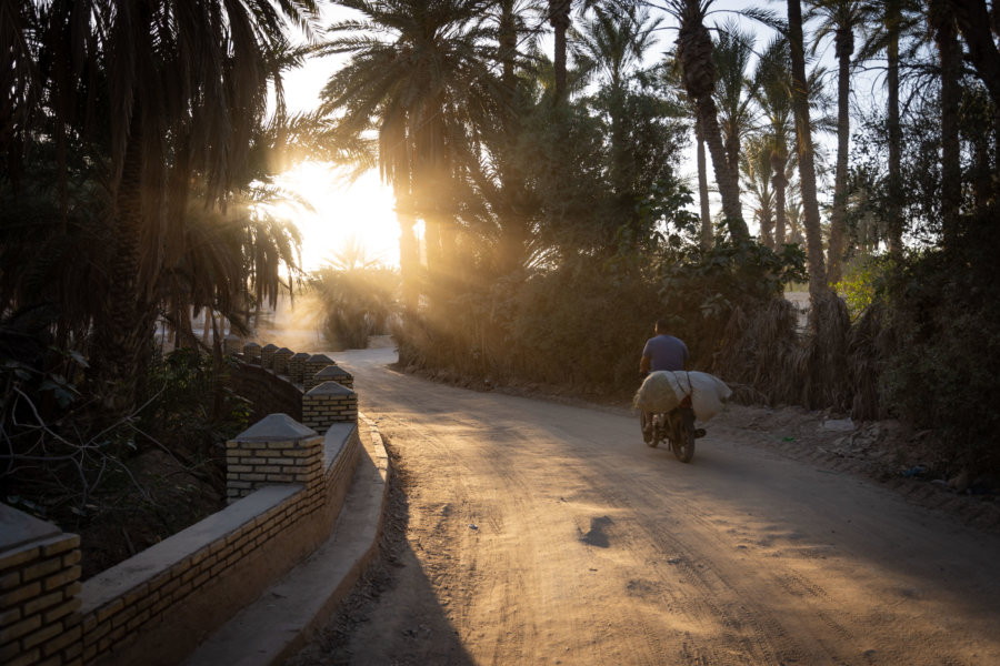 Palmeraie de Tozeur en Tunisie