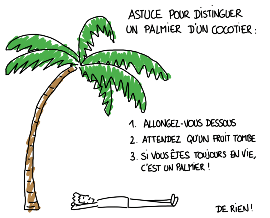 Dessin : différence entre un palmier et un cocotier, comment les reconnaître