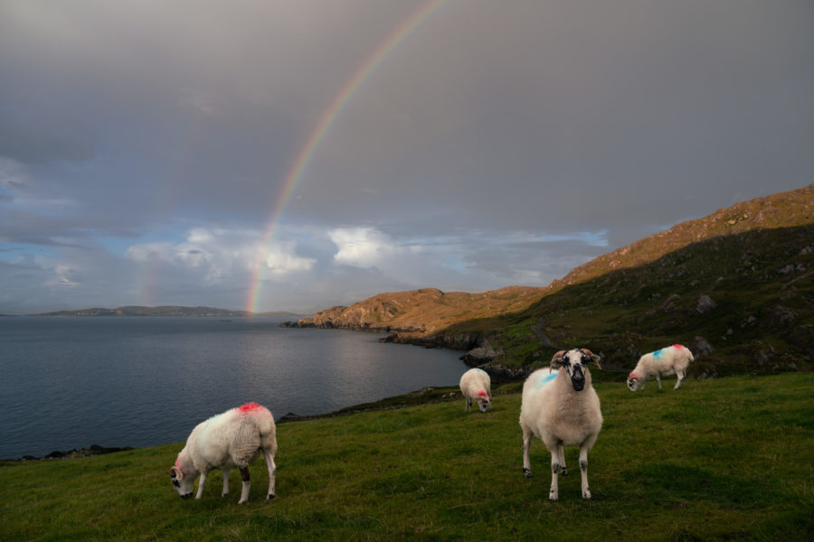 Moutons et arc-en-ciel, paysage irlandais