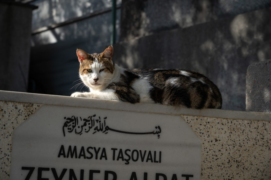 Chat dans le cimetière de Pierre Loti