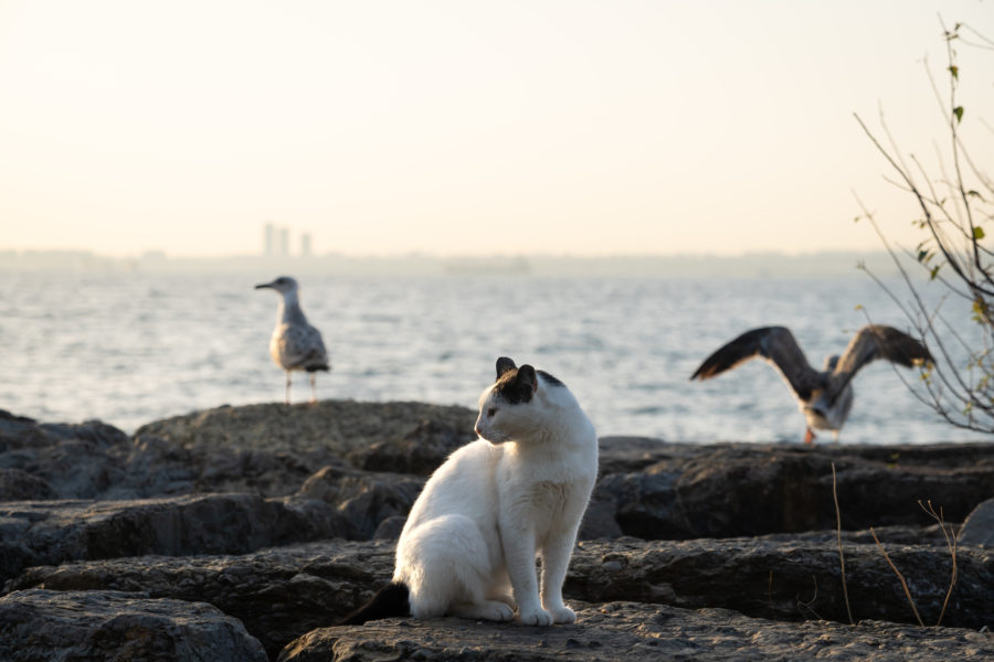 Chat et goélands à Istanbul, Turquie