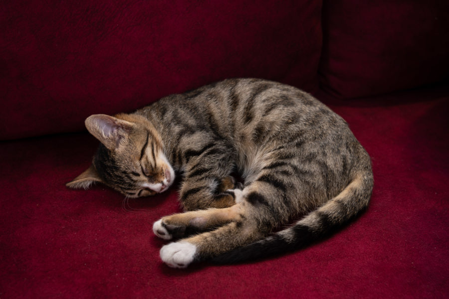 Chat à Istanbul