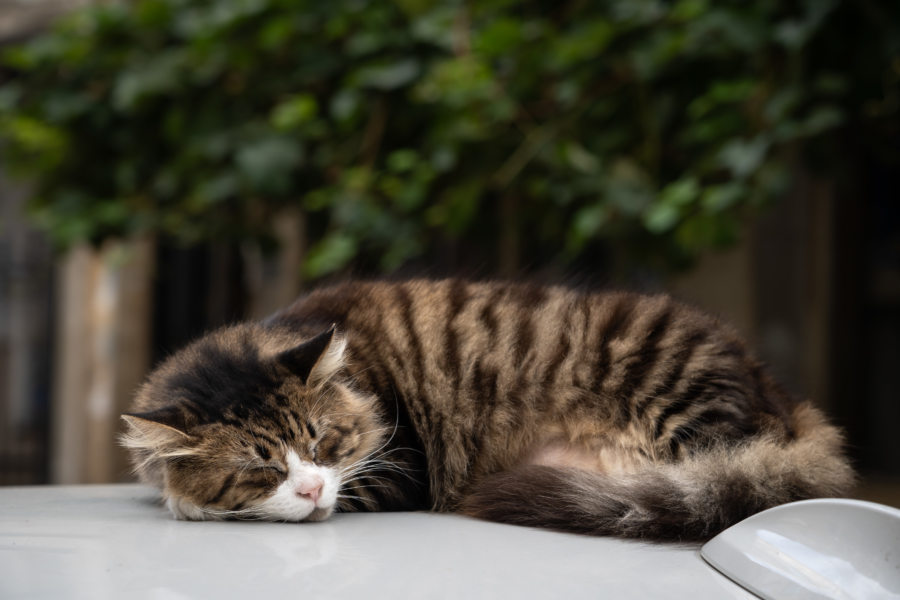 Chat assoupi sur une voiture à Istanbul