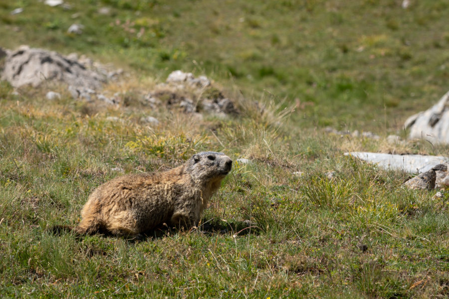Marmotte près des lacs d'Allos