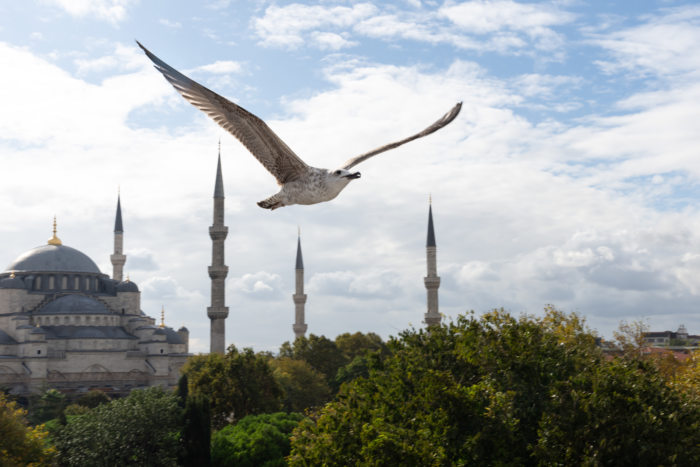 Vue sur la mosquée bleue avec un goéland