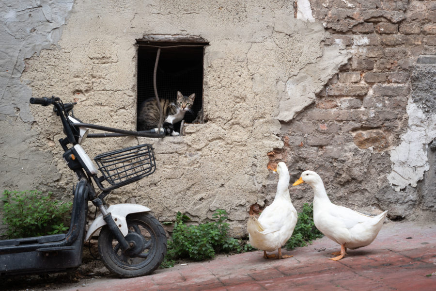 Oies et chat dans une rue d'Istanbul