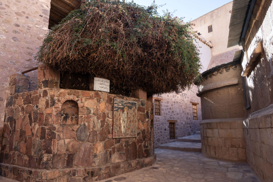 Buisson ardent dans le Monastère Sainte-Catherine au Sinaï