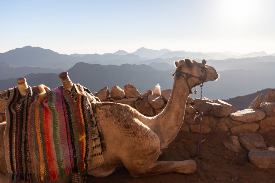 Chameau, excursion sur le Mont Sinaï en Egypte