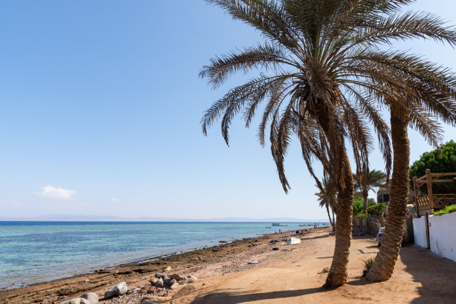 Dahab, plage et palmier sur la Mer Rouge