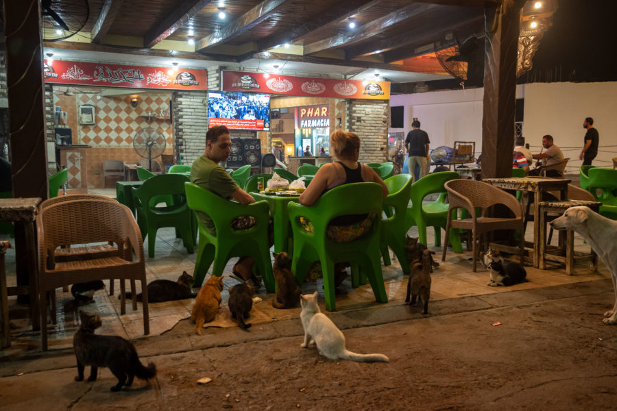 Chats dans un restaurant de Dahab