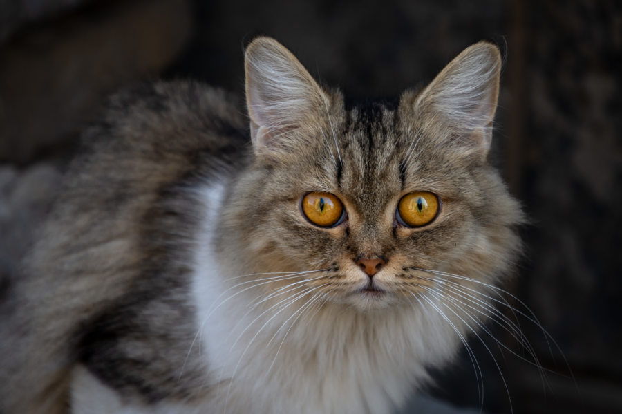 Chat dans une rue du Caire en Egypte