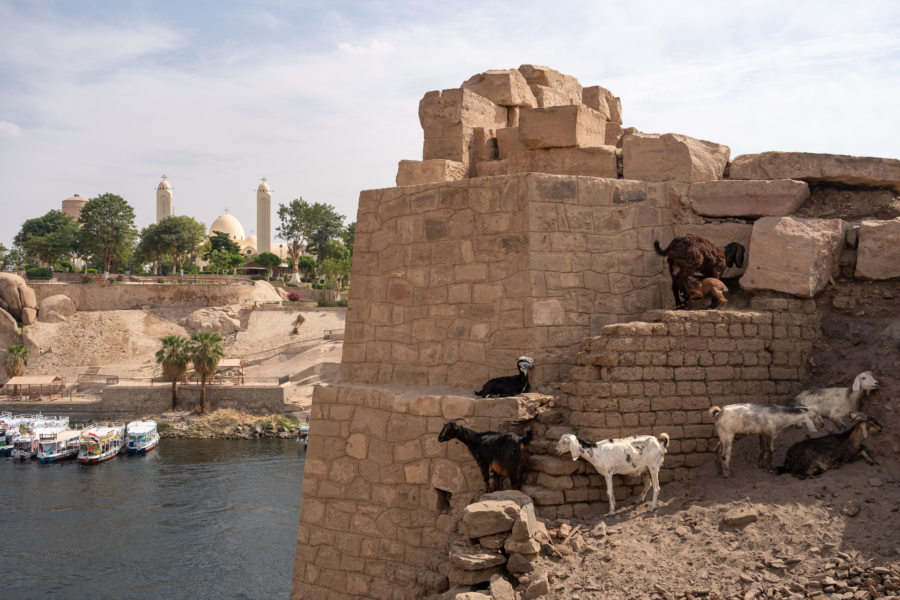 Chèvres sur le site archéologique d'Elephantine à Assouan