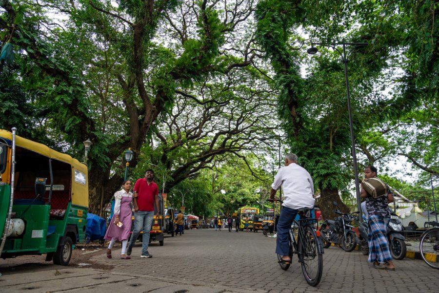 Arbres à pluie à Fort Cochin, Kerala, Inde