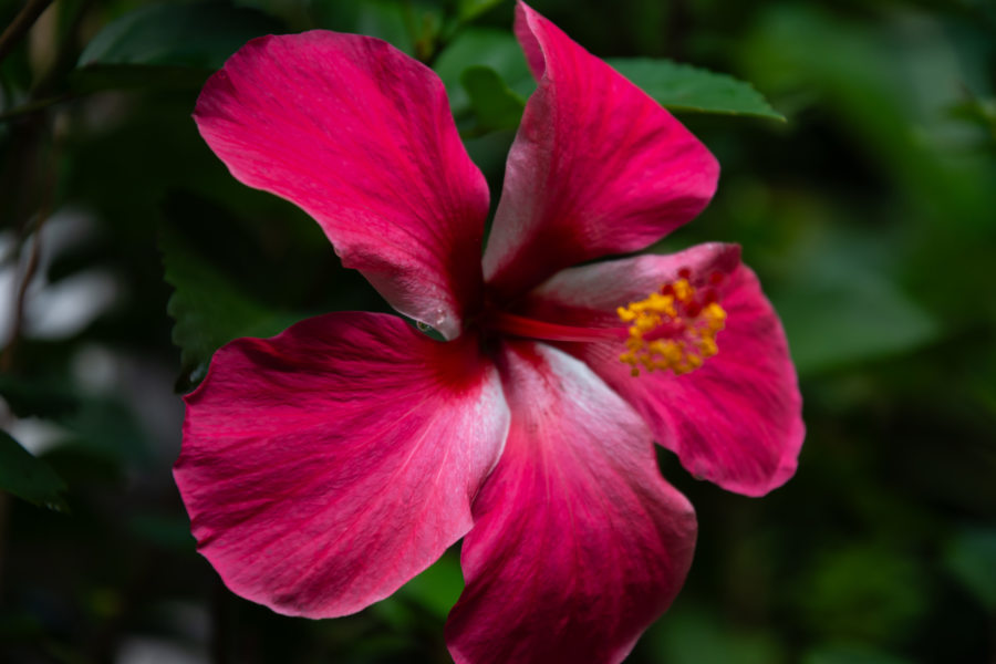 Hibiscus à Munroe Island, Kerala, Inde