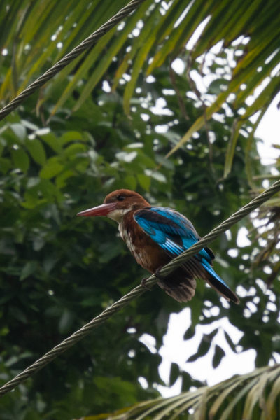 Martin-pêcheur à Munroe Island, Inde