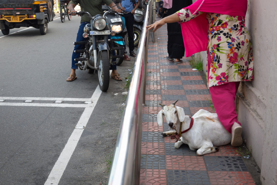 Promenade à Mattancherry, visite de Cochin parmi les chèvres