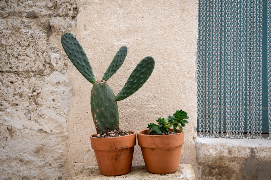 Cactus et rideau de perles à Polignano a Mare