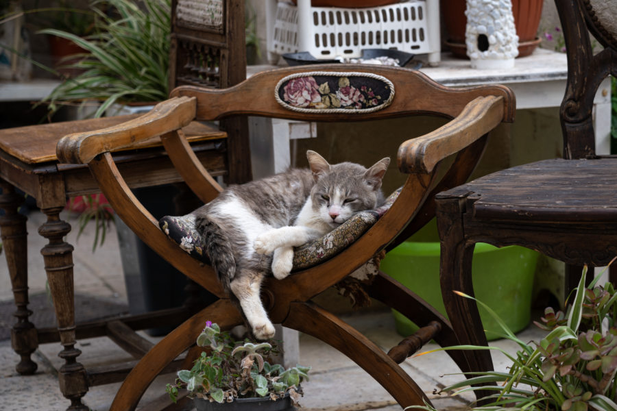 Chat sur une chaise à Polignano a Mare