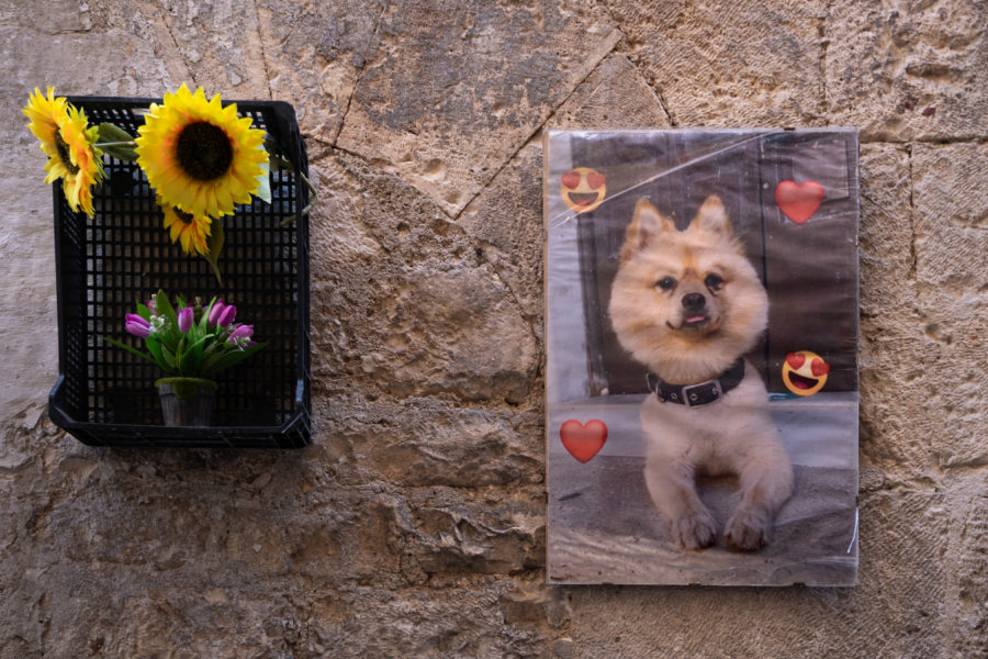 Chien et tournesol sur un mur de Bari, Pouilles