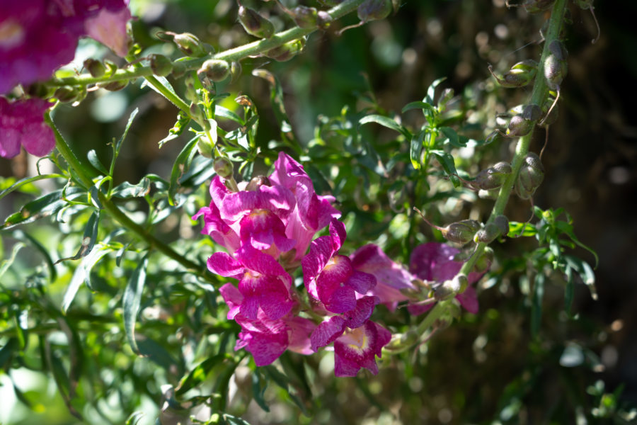 Fleur de muflier à Lakones, printemps à Corfou