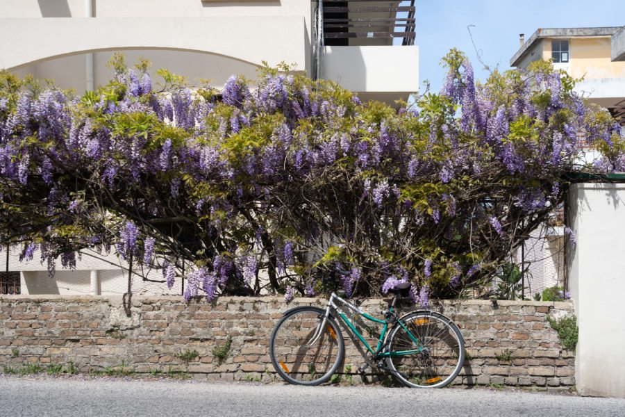 Glycine et vélo, l'île de Corfou au printemps