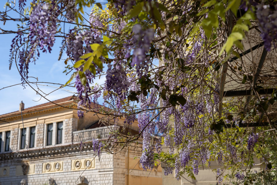 Glycine dans la vieille ville de Corfou au printemps