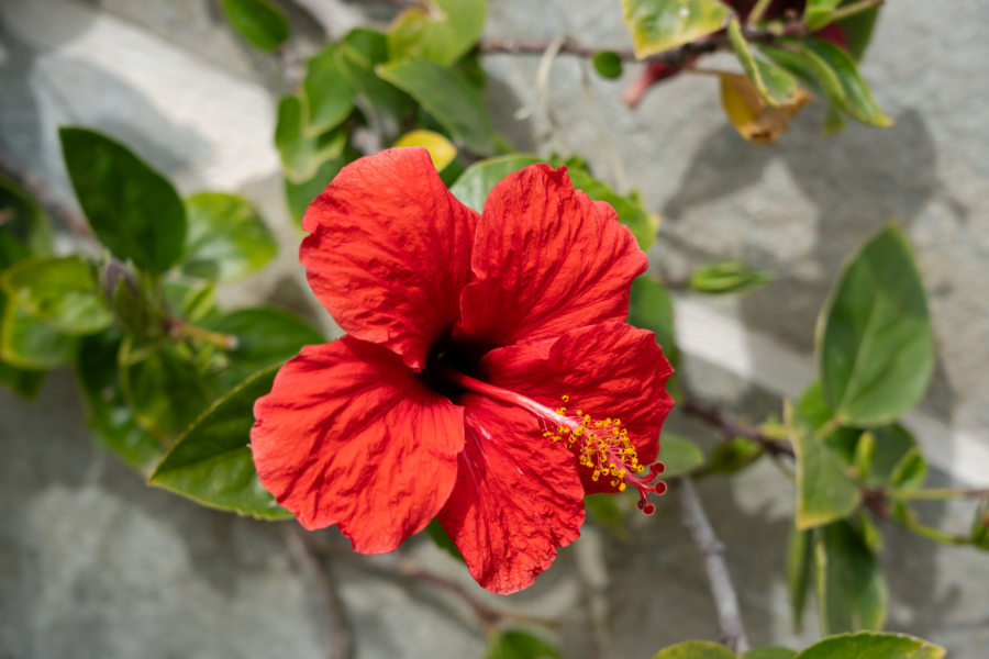 Fleur d'hibiscus, Corfou au printemps