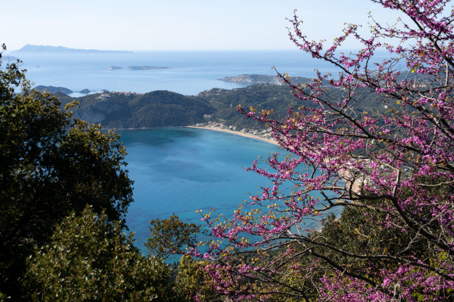 Arbres de Judée sur l'île de Corfou au printemps