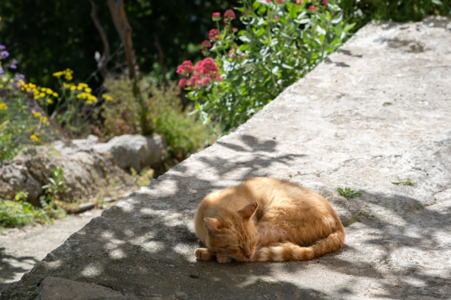 Sieste de chat dans le village de Lakones