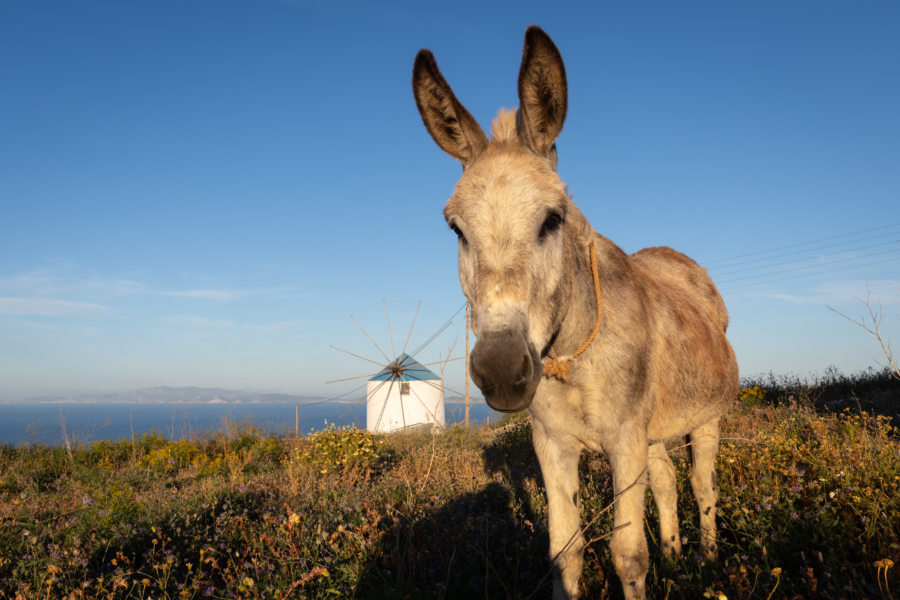 Âne et moulin sur l'île de Sifnos en Grèce