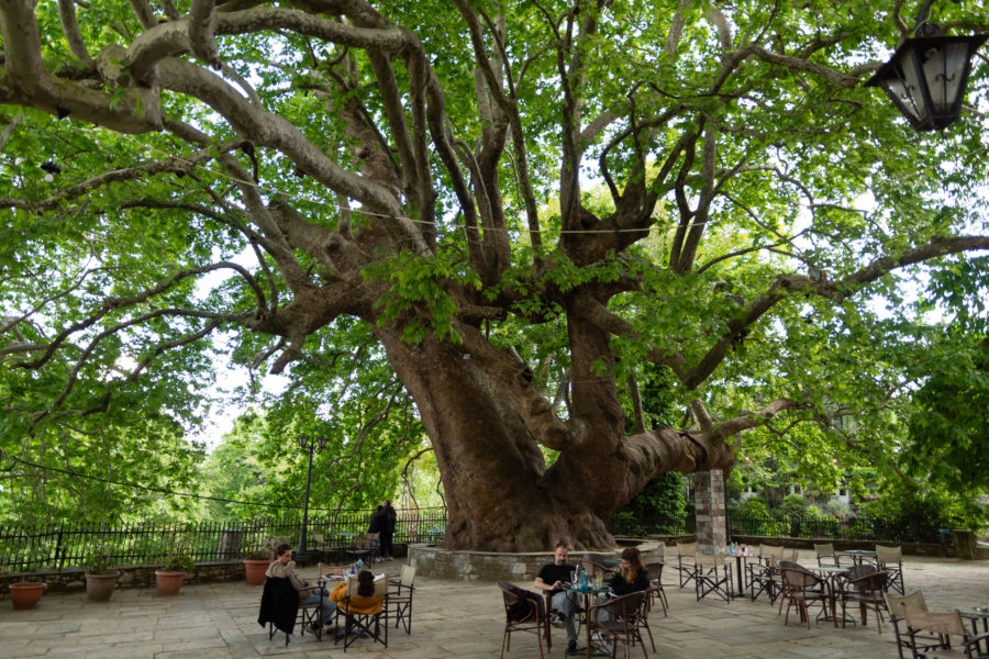 Arbre géant dans le village de Tsagkarada