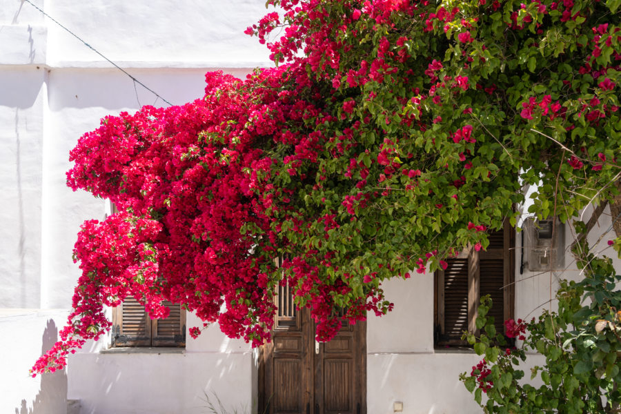 Maison blanche et bougainvillier à Artemonas