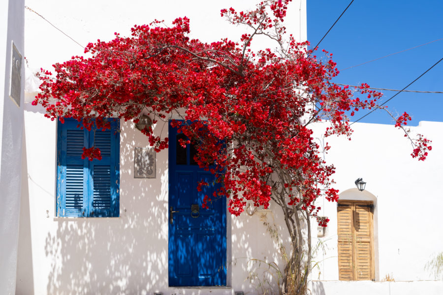 Village blanc d'Artemonas et bougainvillier, île de Sifnos