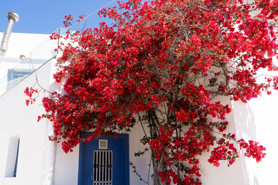 Bougainvillier à Apollonia, île de Sifnos au printemps