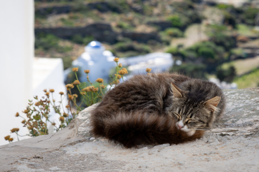 Sieste de chat à Kastro, Sifnos, Grèce