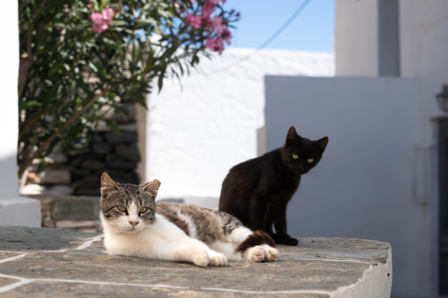 Chats dans le village de Kastro à Sifnos