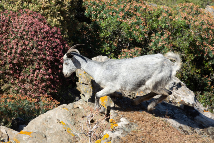 Chèvre sur l'île de Sifnos en Grèce