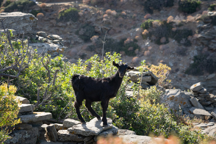 Chèvre croisée en randonnée à Sifnos