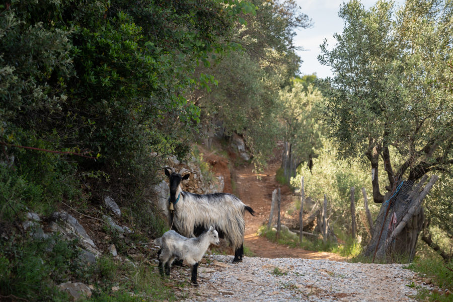 Chèvres croisées en randonnée dans la péninsule du Pélion en Grèce