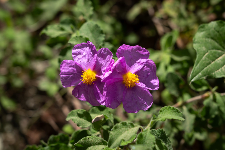 Fleurs de cistes, Grèce au printemps