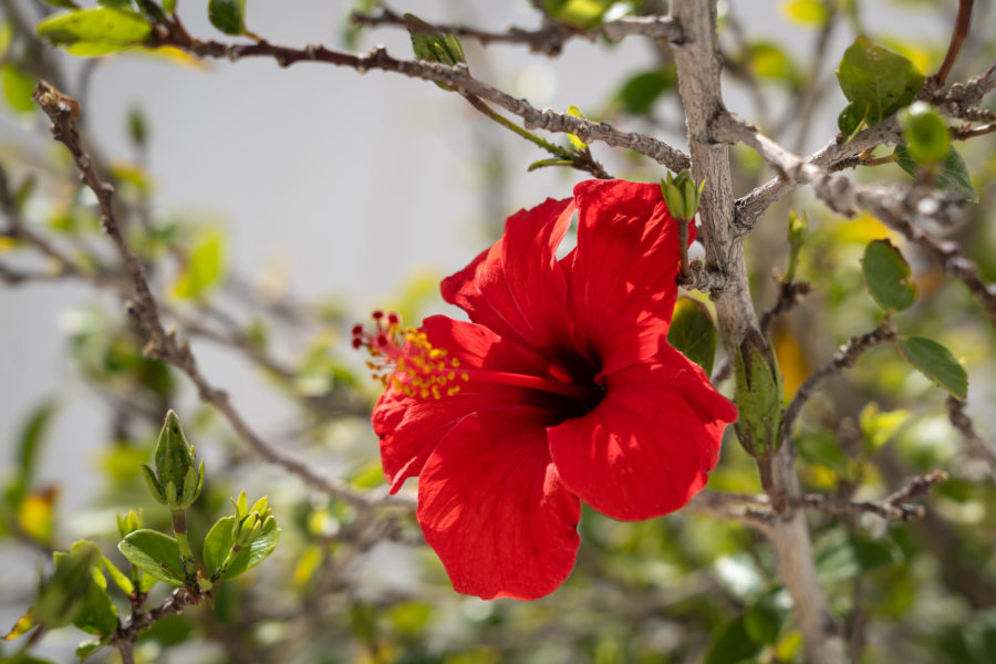 Fleur d'hibiscus, île de Sifnos au printemps