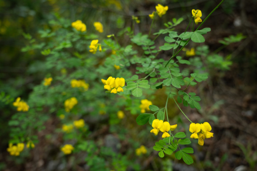 Fleurs jaunes goodia, Grèce au printemps