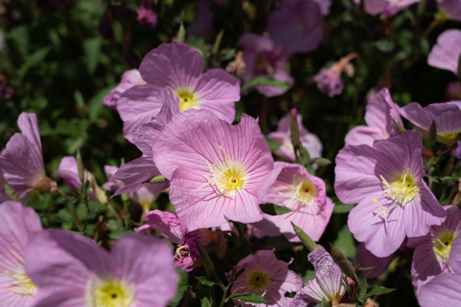 Fleurs de printemps dans le Pélion