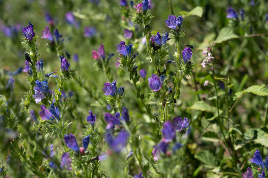 Fleurs de printemps dans le Pélion