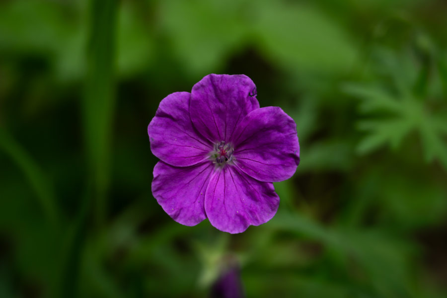 Fleur de géranium, randonnée sur le Mont Olympe