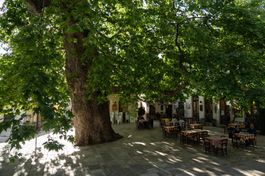 Place de Pinakates sous un grand arbre