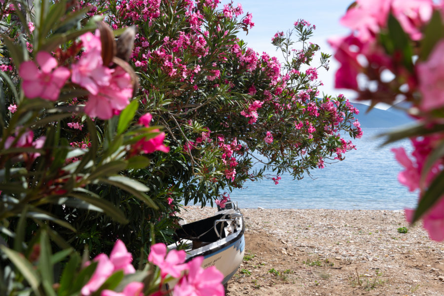 Plage d'Agia Kyriaki entre les lauriers roses