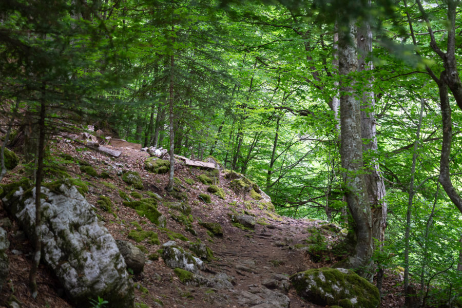 Randonnée dans la forêt, Gorges d'Enipeas, Mont Olympe